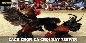 cách chọn gà chọi hay